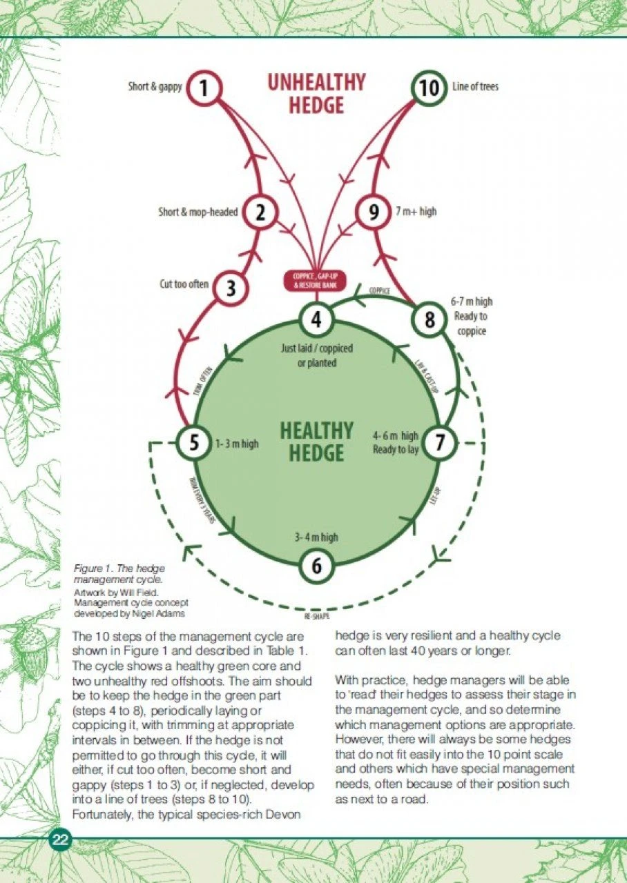 Devon Hedges 4 Devon Hedges - Image 2