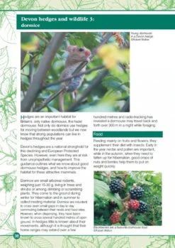 Devon Hedges 11 Devon Hedges -Wildlife Professional Books 221637 2