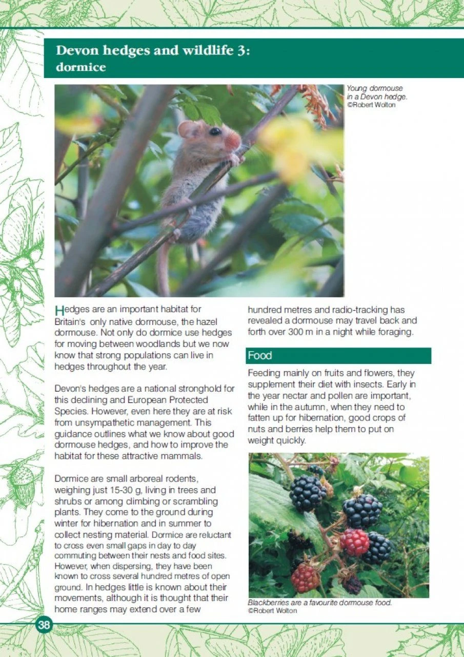 Devon Hedges 5 Devon Hedges - Image 3