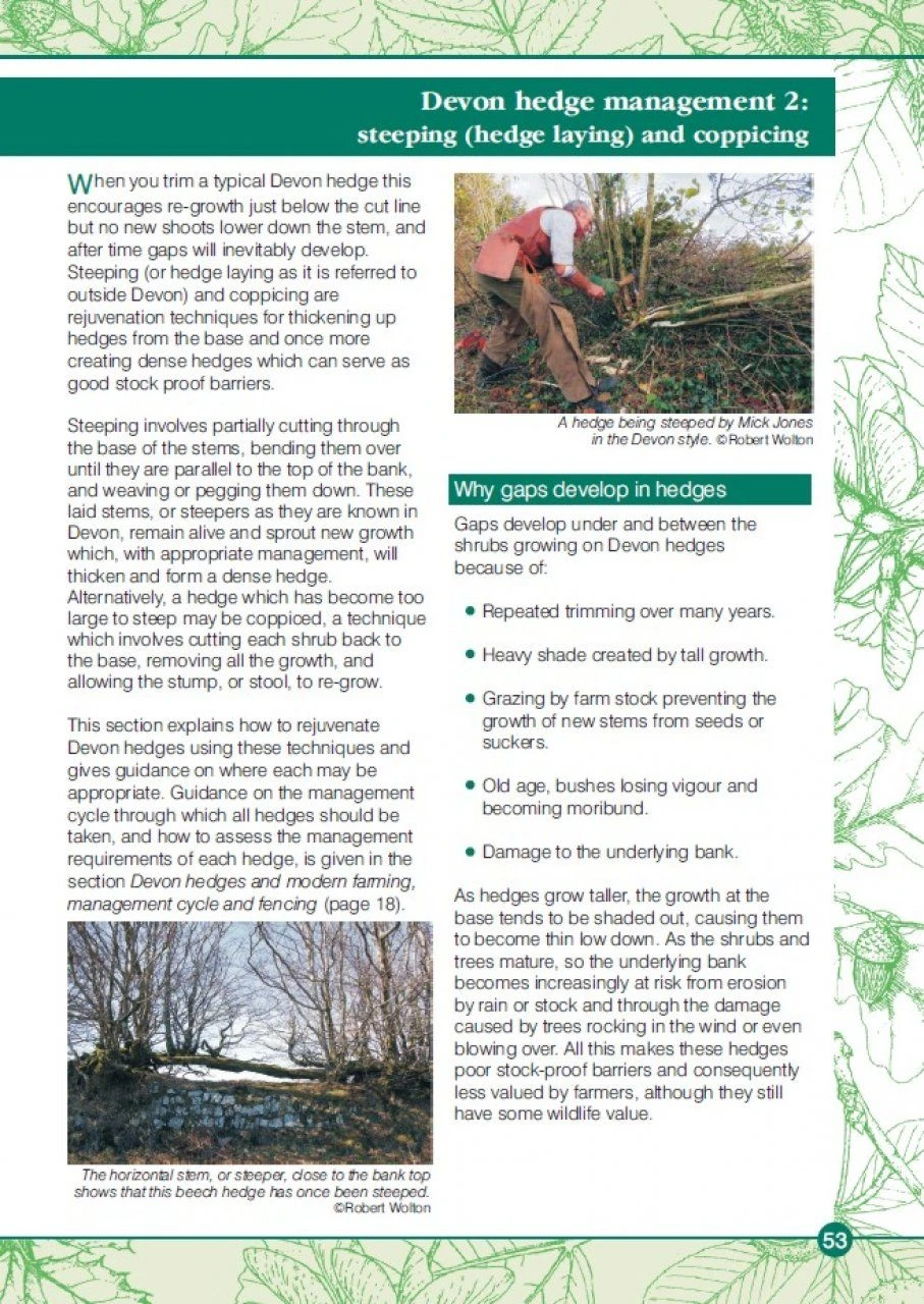 Devon Hedges 6 Devon Hedges - Image 4