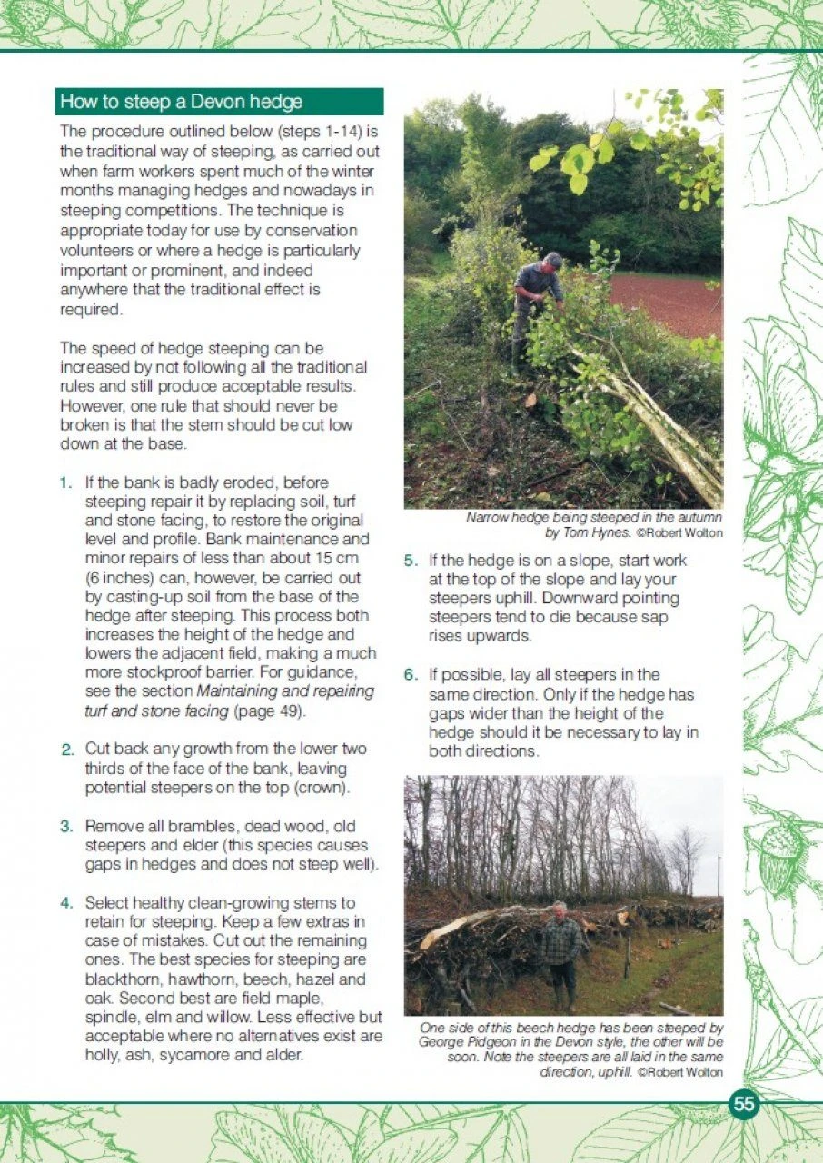 Devon Hedges 7 Devon Hedges - Image 5