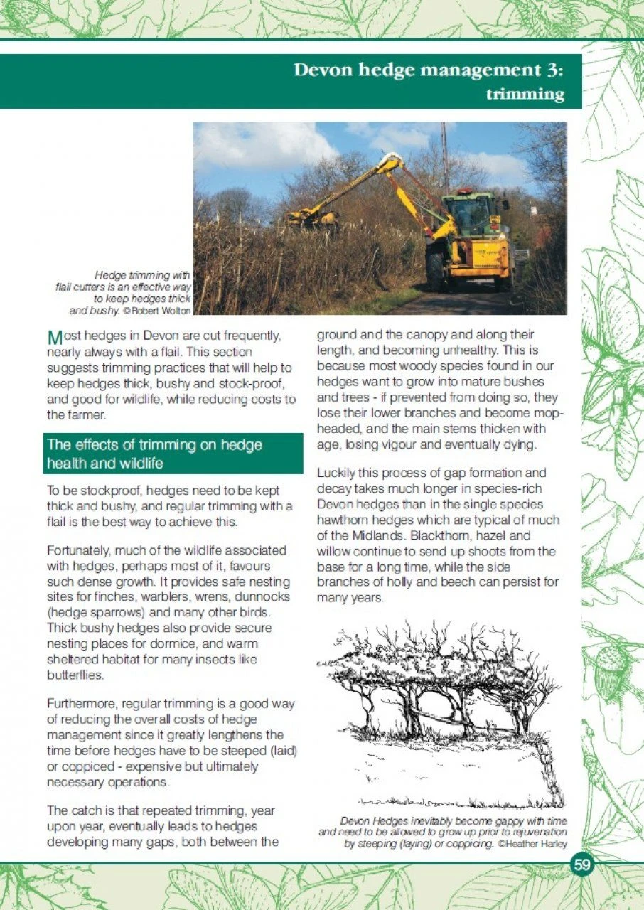 Devon Hedges 8 Devon Hedges - Image 6