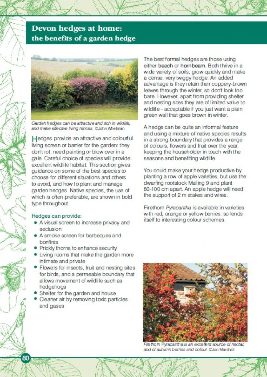 Devon Hedges 9 Devon Hedges - Image 7