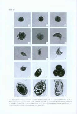 Flora Algarum Sinicarum Aquae Dulcis, Volume 20: Chlorophyta: Chlorophyceae: Order Volvocales (II) Genus Chlamydomonas [Chinese] -Wildlife Professional Books 222878 4