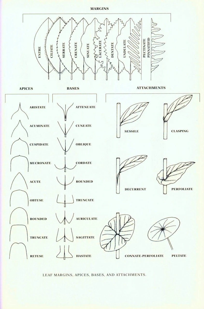 Guide To The Vascular Plants Of Tennessee 4 Guide To The Vascular Plants Of Tennessee - Image 2