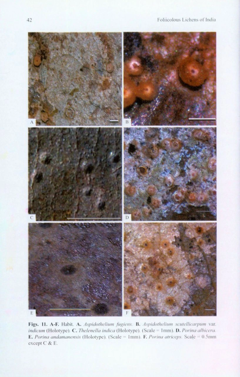 Foliicolous Lichens Of India 4 Foliicolous Lichens Of India - Image 2