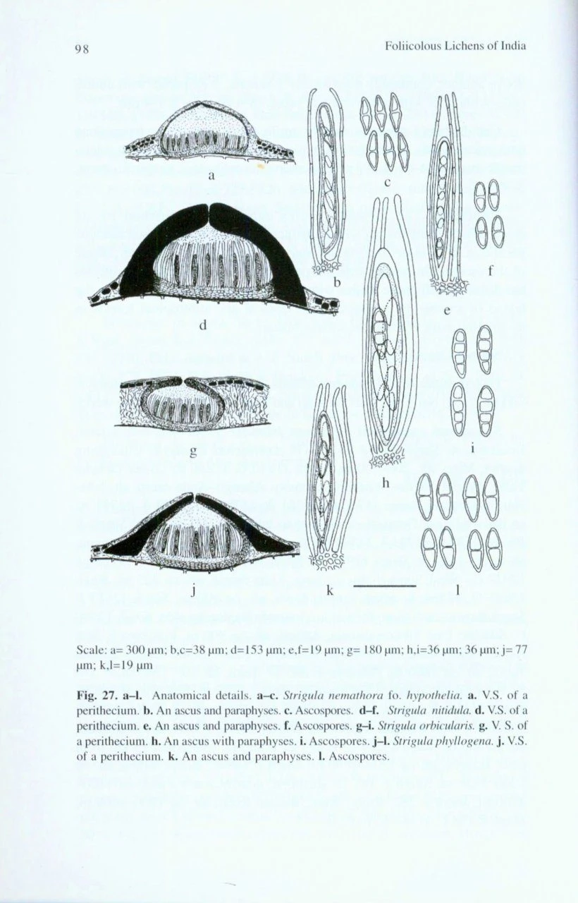 Foliicolous Lichens Of India 6 Foliicolous Lichens Of India - Image 4