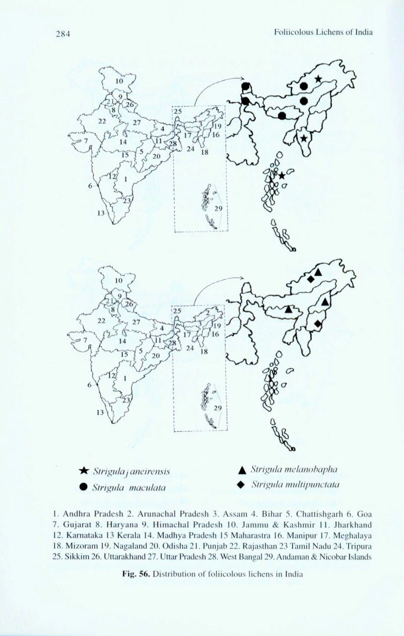 Foliicolous Lichens Of India 7 Foliicolous Lichens Of India - Image 5