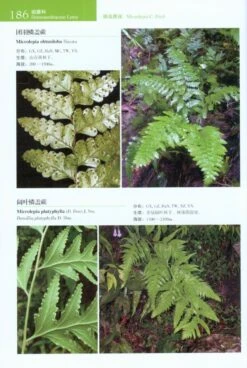 Lycophytes And Ferns Of China [Chinese] -Wildlife Professional Books 223751 2