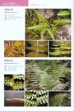 Lycophytes And Ferns Of China [Chinese] -Wildlife Professional Books 223751 3