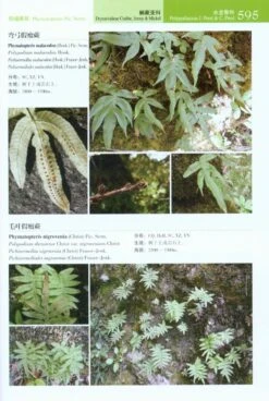 Lycophytes And Ferns Of China [Chinese] -Wildlife Professional Books 223751 4
