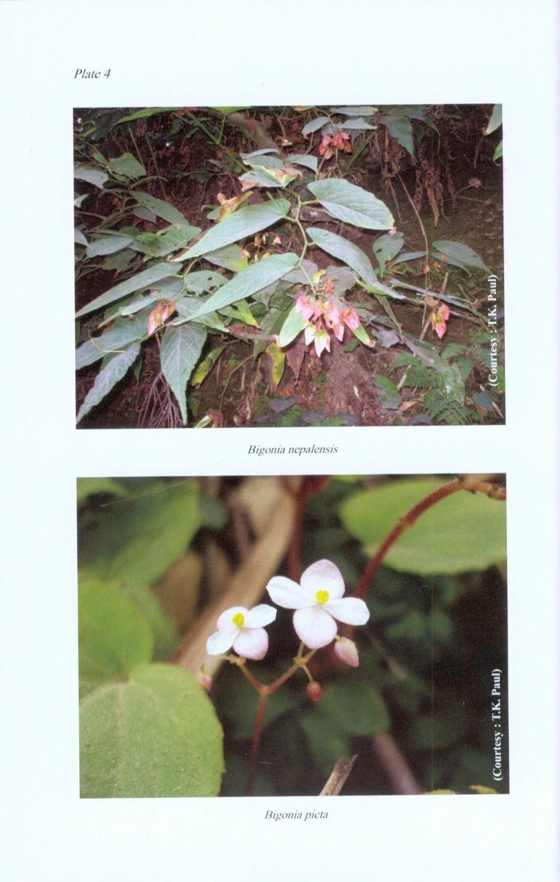 Flora Of West Bengal, Volume 2 4 Flora Of West Bengal, Volume 2 - Image 2