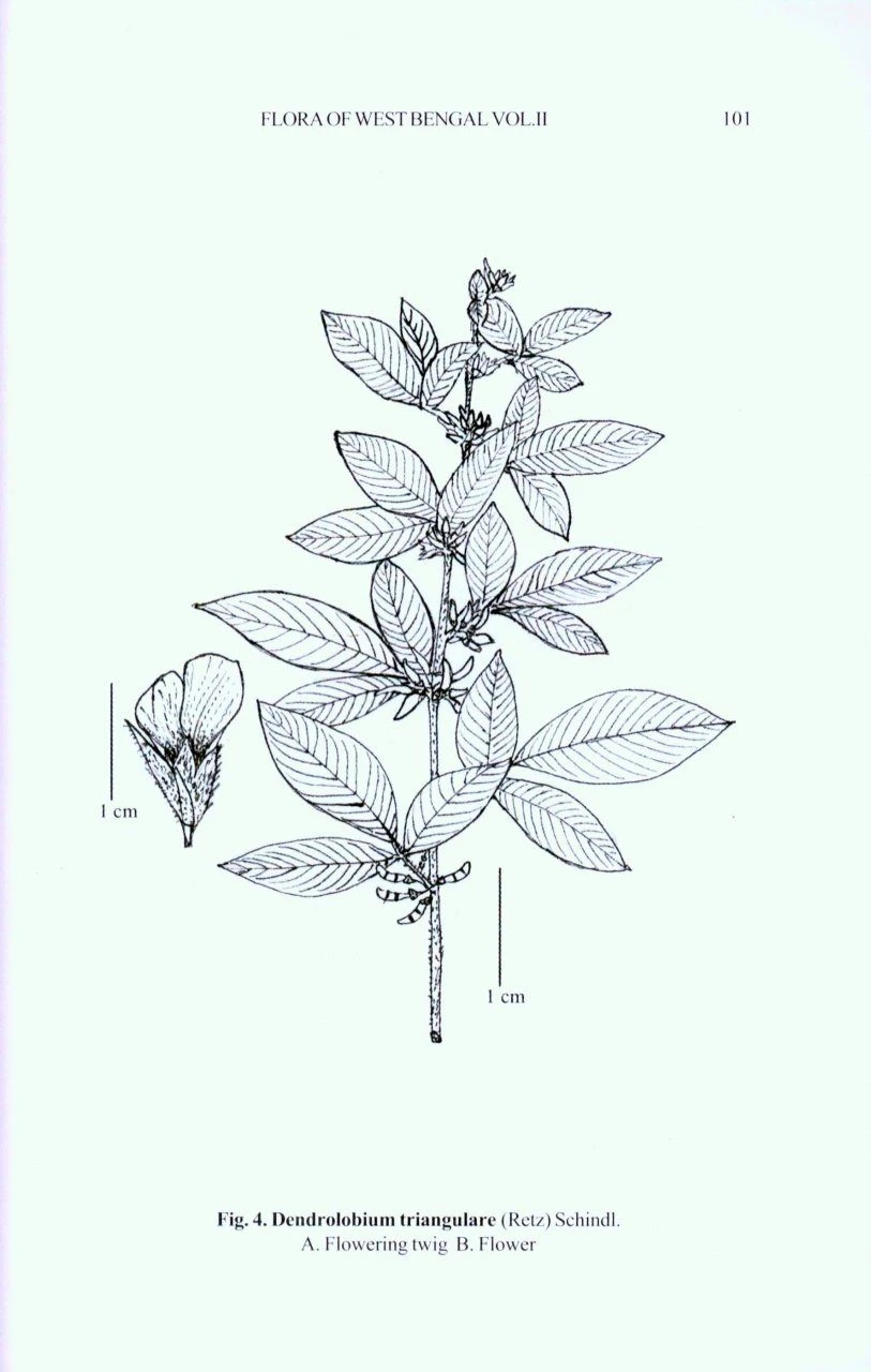 Flora Of West Bengal, Volume 2 5 Flora Of West Bengal, Volume 2 - Image 3