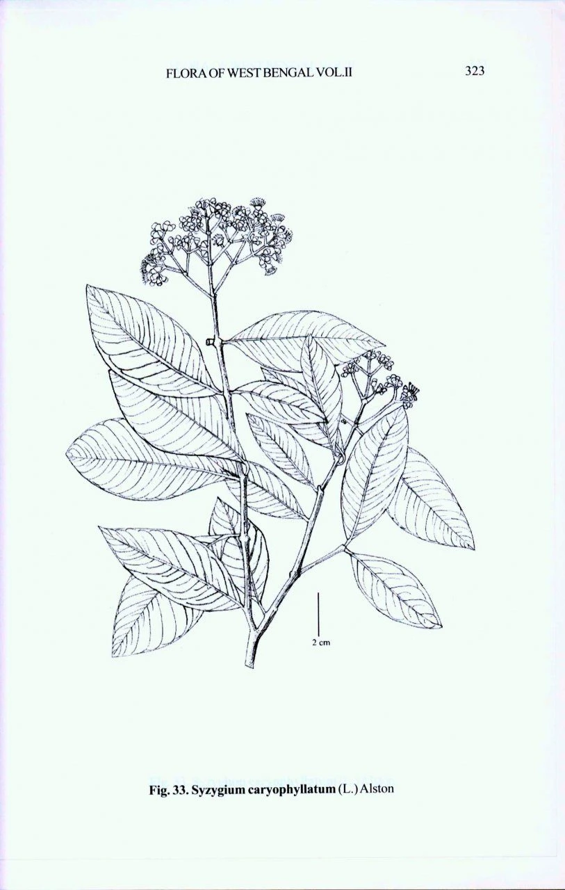 Flora Of West Bengal, Volume 2 7 Flora Of West Bengal, Volume 2 - Image 5