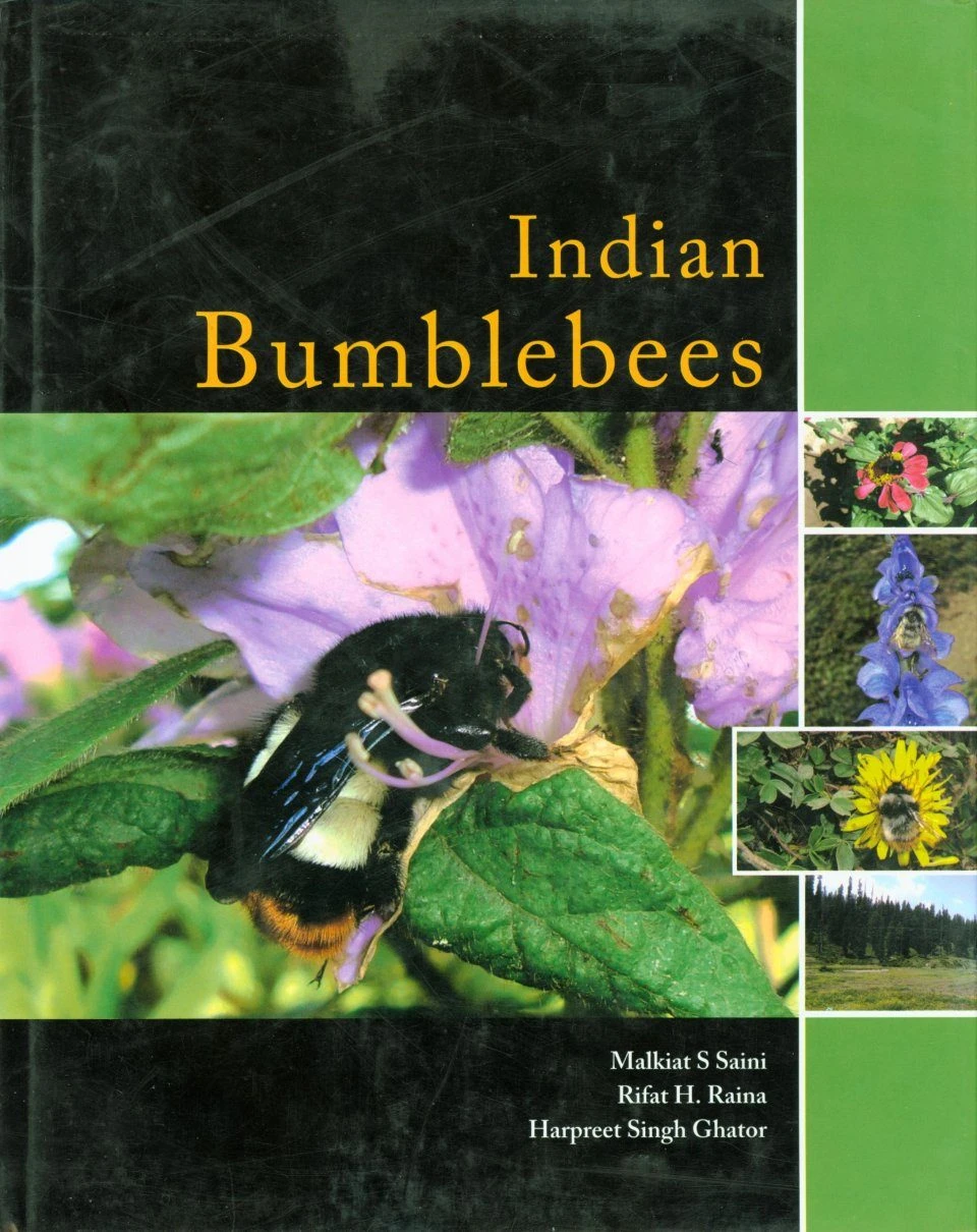 Indian Bumblebees 3 Indian Bumblebees