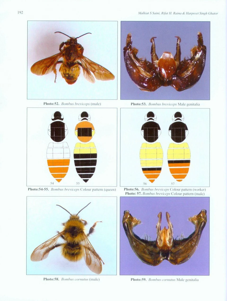 Indian Bumblebees 4 Indian Bumblebees - Image 2