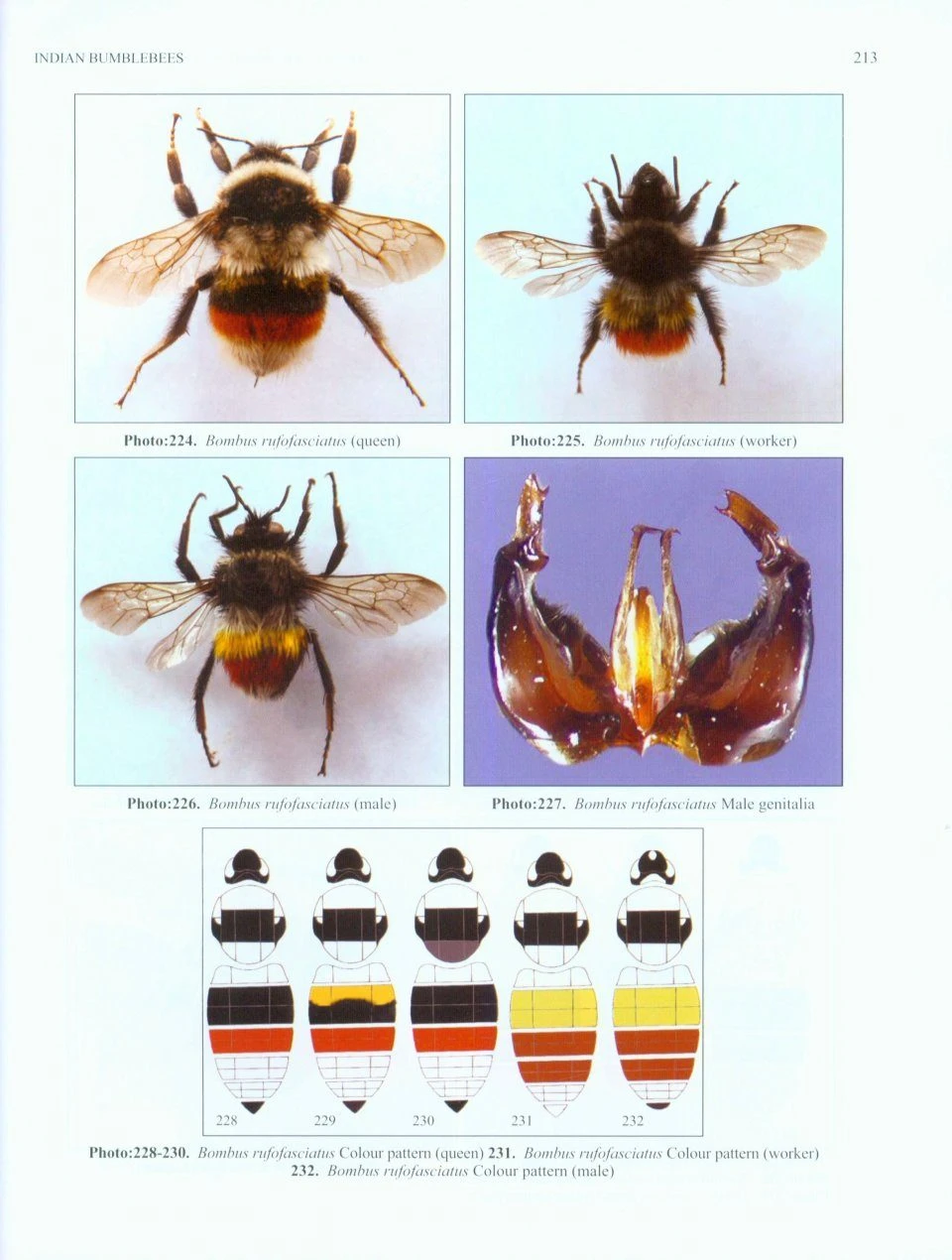 Indian Bumblebees 5 Indian Bumblebees - Image 3