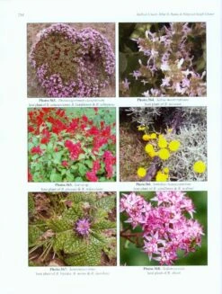 Indian Bumblebees 13 Indian Bumblebees -Wildlife Professional Books 224497 3