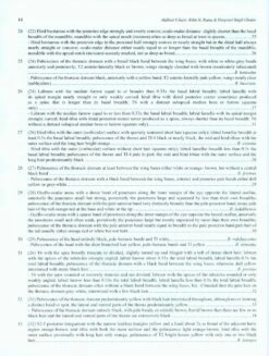 Indian Bumblebees 14 Indian Bumblebees -Wildlife Professional Books 224497 4