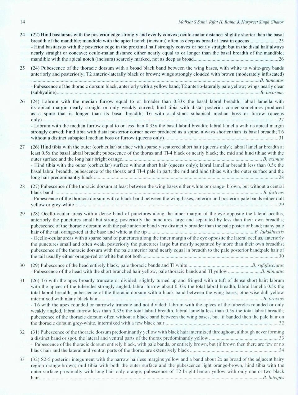 Indian Bumblebees 7 Indian Bumblebees - Image 5