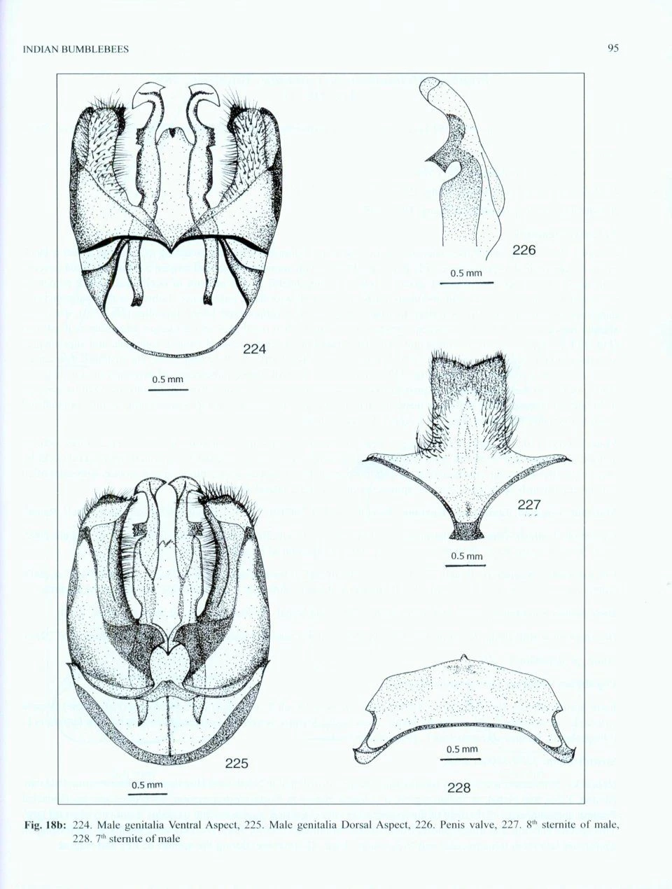 Indian Bumblebees 8 Indian Bumblebees - Image 6
