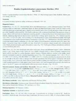 Indian Bumblebees 16 Indian Bumblebees -Wildlife Professional Books 224497 6