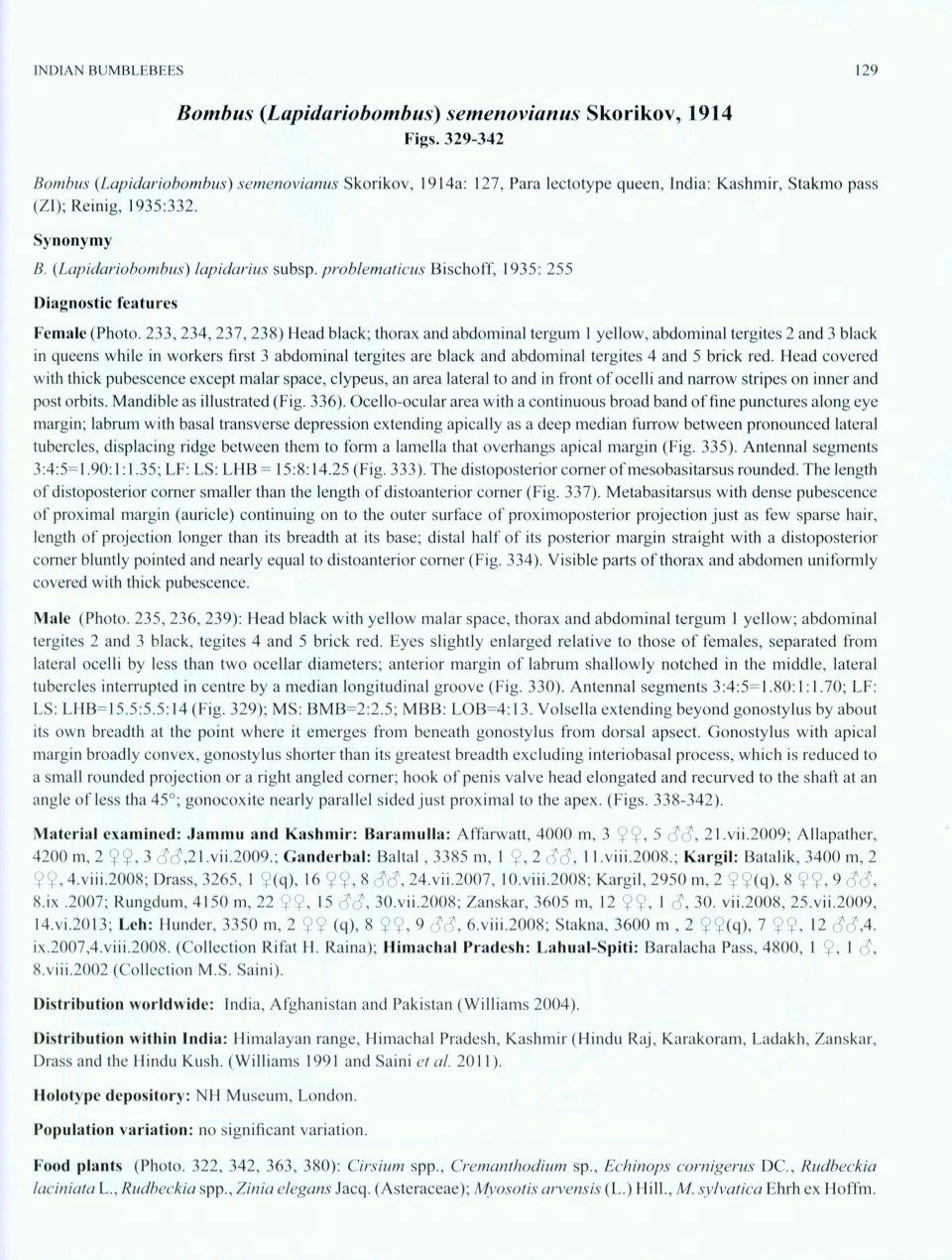 Indian Bumblebees 9 Indian Bumblebees - Image 7