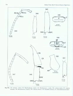 Indian Bumblebees 17 Indian Bumblebees -Wildlife Professional Books 224497 7