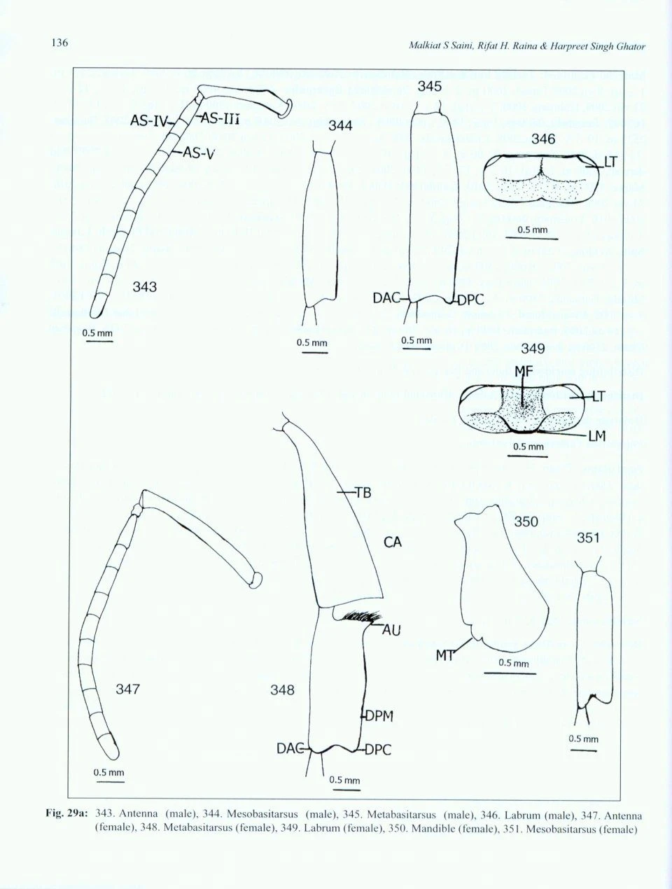 Indian Bumblebees 10 Indian Bumblebees - Image 8