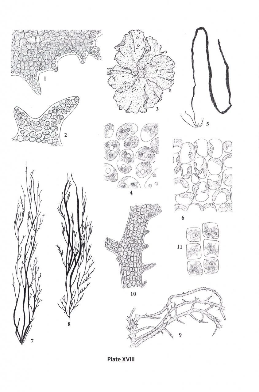 Seaweeds Of The Northwest Atlantic 5 Seaweeds Of The Northwest Atlantic - Image 3