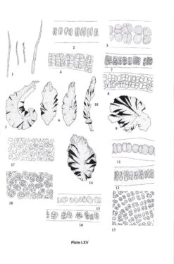 Seaweeds Of The Northwest Atlantic 10 Seaweeds Of The Northwest Atlantic -Wildlife Professional Books 224566 3