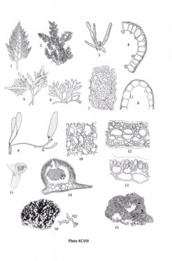 Seaweeds Of The Northwest Atlantic 11 Seaweeds Of The Northwest Atlantic -Wildlife Professional Books 224566 4