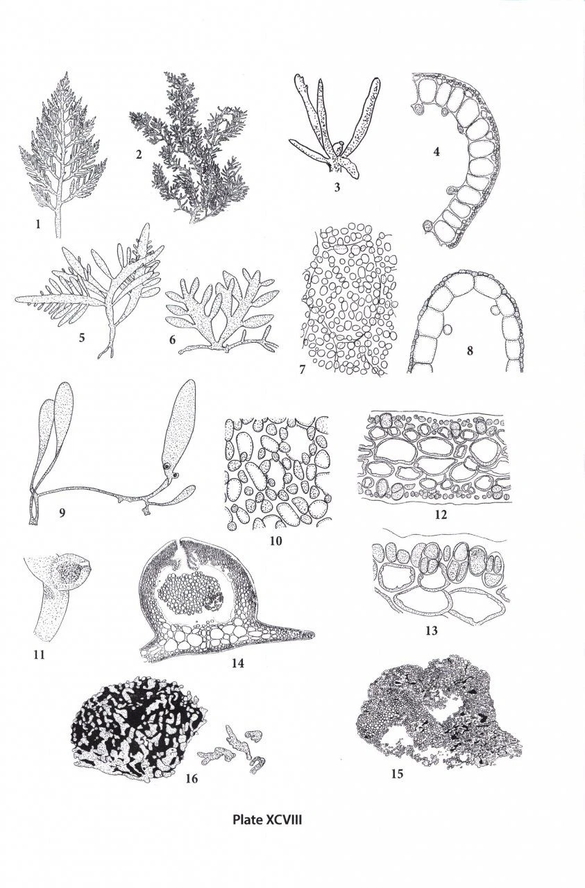 Seaweeds Of The Northwest Atlantic 7 Seaweeds Of The Northwest Atlantic - Image 5