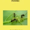 Advances In Hymenoptera Research In China (Formicidae) 1 Advances In Hymenoptera Research In China (Formicidae) -Wildlife Professional Books 225232