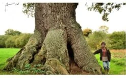 Arbres Remarquables En Bretagne [Remarkable Trees In Bretagne] -Wildlife Professional Books 225509 2