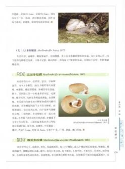 Illustrated Handbook Of Common Terrestrial Mollusks In China [Chinese] -Wildlife Professional Books 225664 4