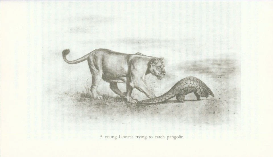 The Majestic Lions Of Gir 4 The Majestic Lions Of Gir - Image 2