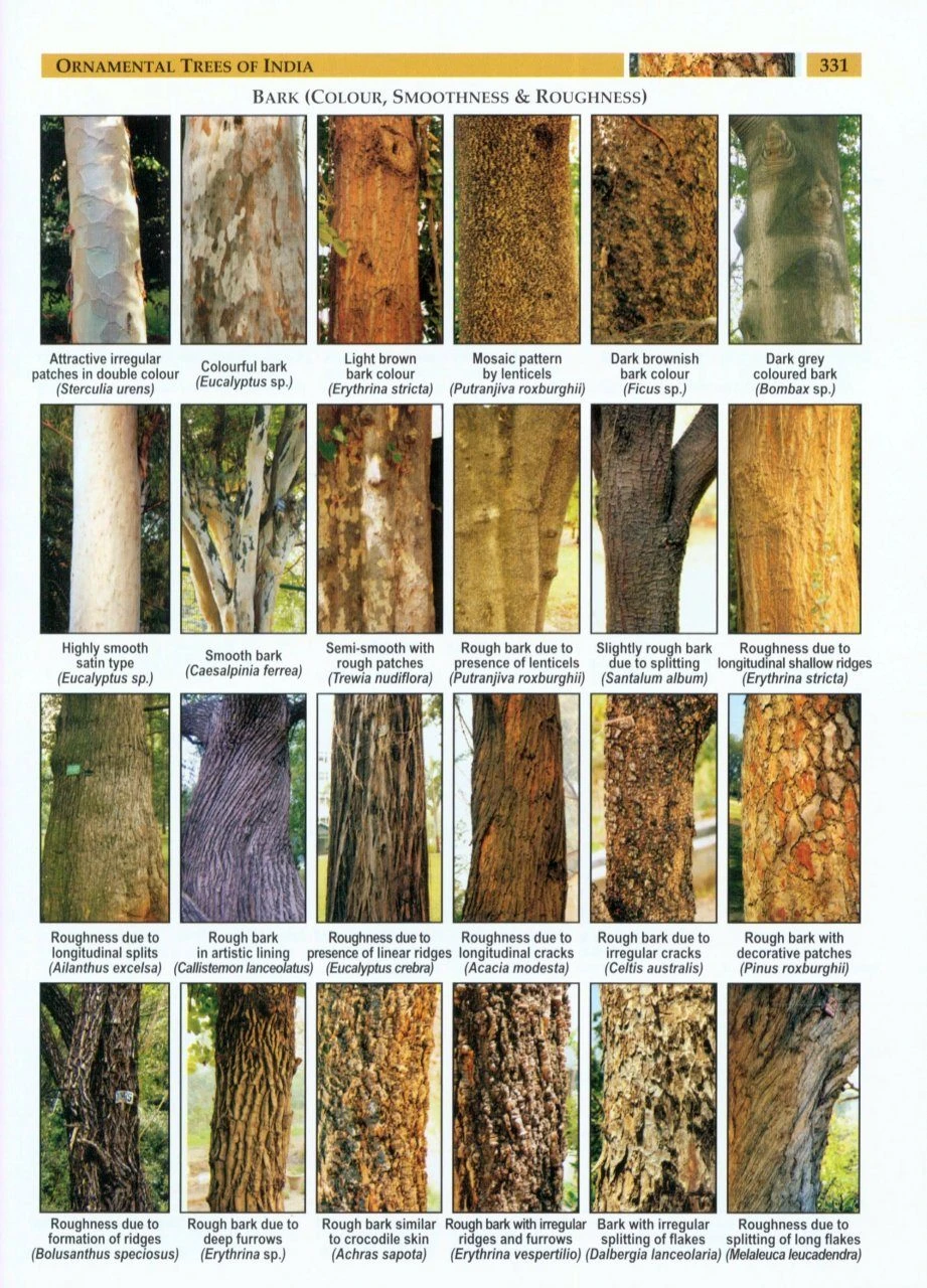 Ornamental Trees Of India 5 Ornamental Trees Of India - Image 3
