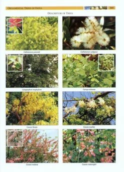 Ornamental Trees Of India 10 Ornamental Trees Of India -Wildlife Professional Books 225666 3