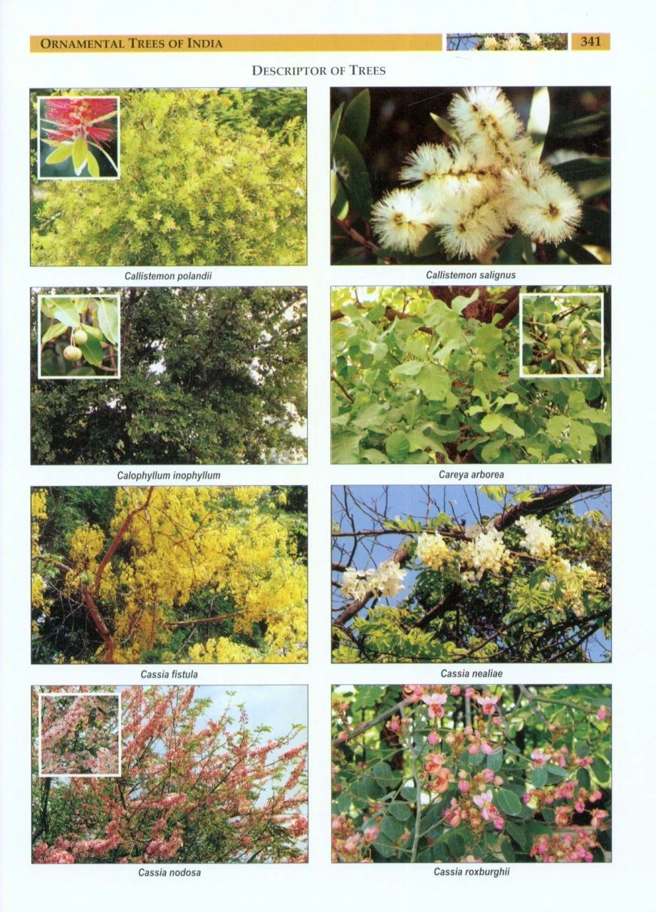 Ornamental Trees Of India 6 Ornamental Trees Of India - Image 4