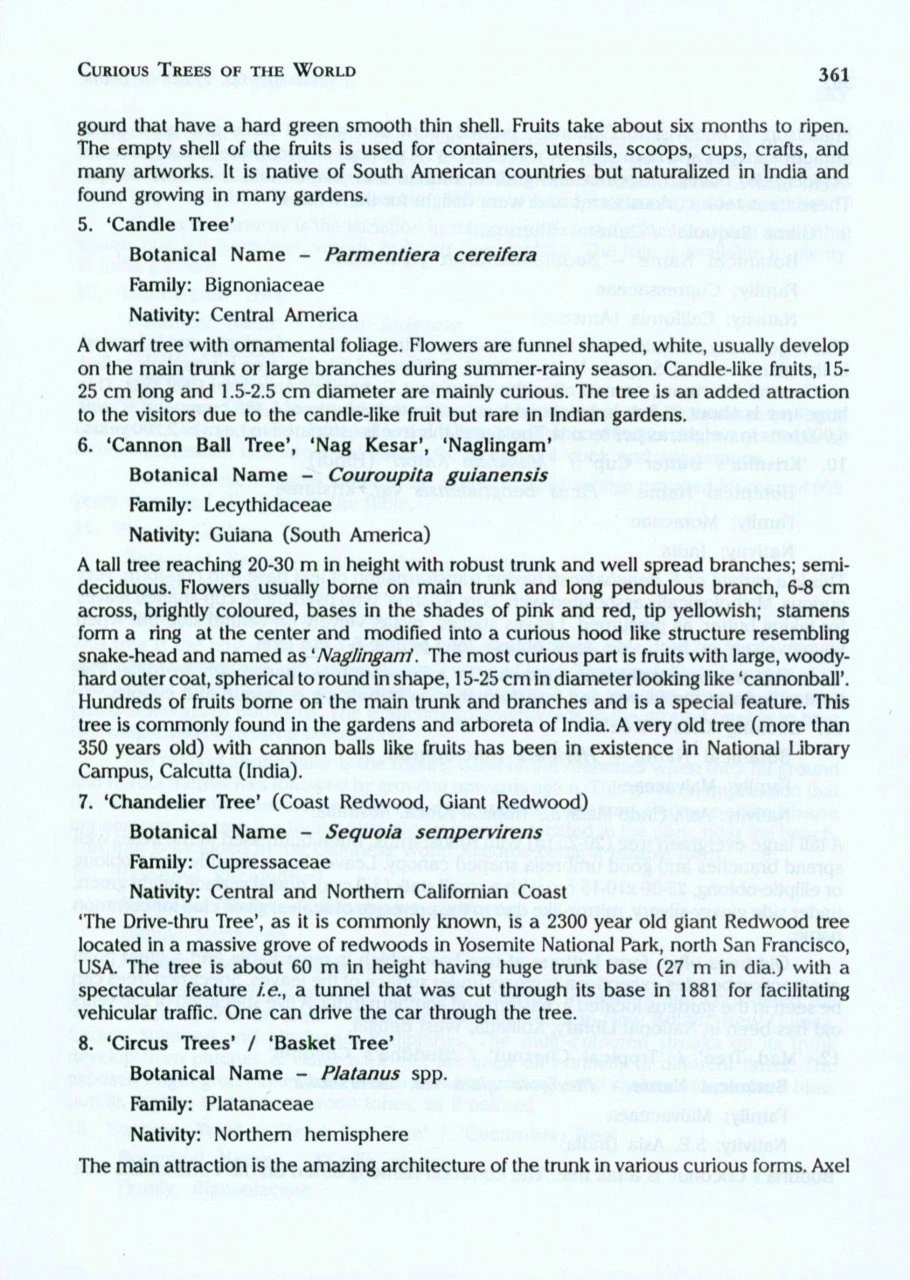 Ornamental Trees Of India 7 Ornamental Trees Of India - Image 5