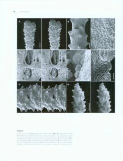 Tropical Deep-Sea Benthos, Volume 28 9 Tropical Deep-Sea Benthos, Volume 28 -Wildlife Professional Books 225692 2