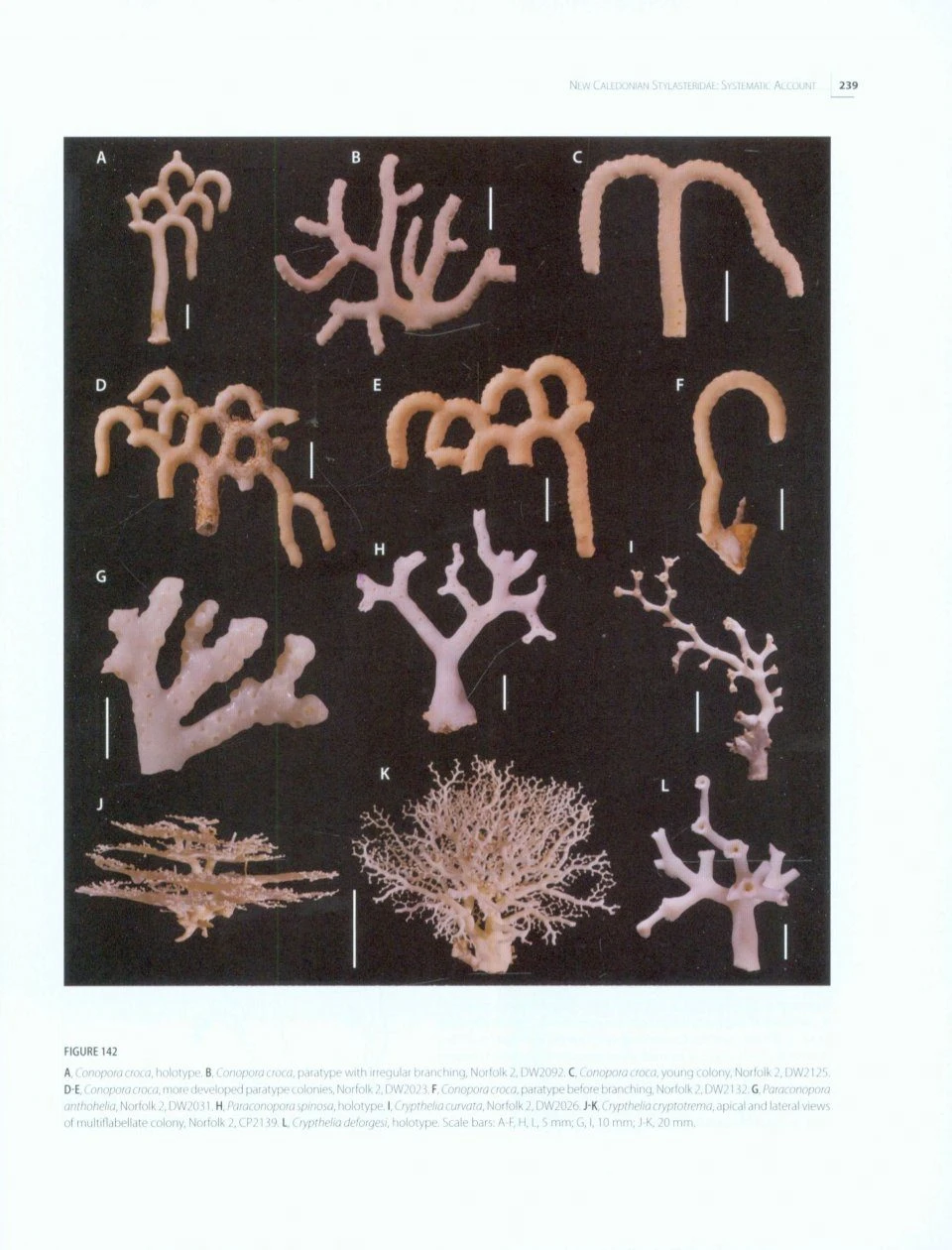 Tropical Deep-Sea Benthos, Volume 28 7 Tropical Deep-Sea Benthos, Volume 28 - Image 5