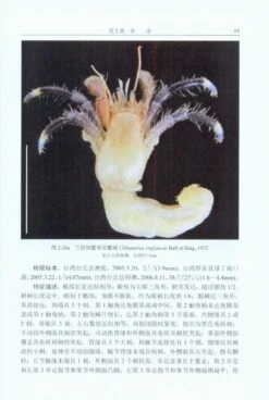 Study On The Taxonomy Of The Family Diogenidae (Crustacea: Decapoda: Anomura: Paguroidea) From China Seas [Chinese] -Wildlife Professional Books 225883 2