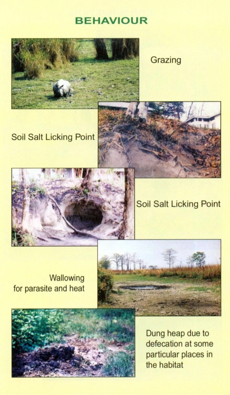Ecology And Behaviour Of Indian Rhino In The Brahmaputra Floodplain Habitat Of Assam, India 4 Ecology And Behaviour Of Indian Rhino In The Brahmaputra Floodplain Habitat Of Assam, India - Image 2