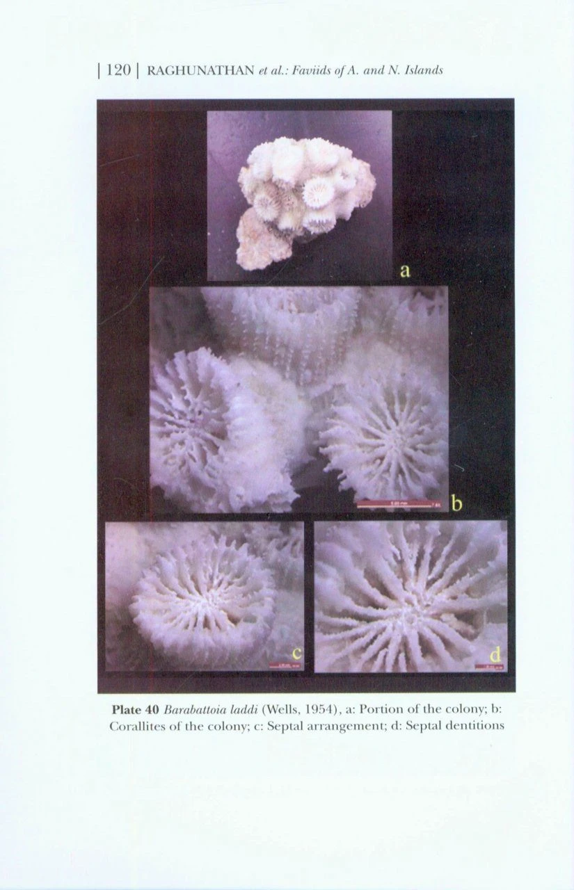 Faviids Of Andaman And Nicobar Islands 5 Faviids Of Andaman And Nicobar Islands - Image 3