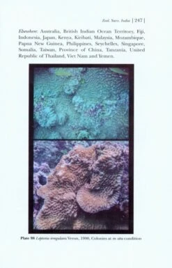 Faviids Of Andaman And Nicobar Islands 11 Faviids Of Andaman And Nicobar Islands -Wildlife Professional Books 226014 4