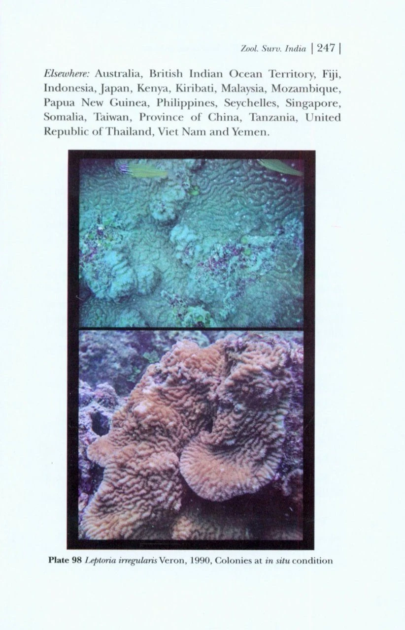 Faviids Of Andaman And Nicobar Islands 7 Faviids Of Andaman And Nicobar Islands - Image 5