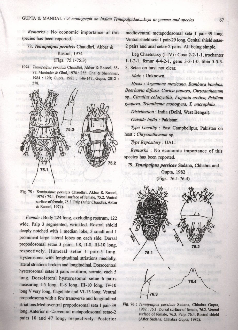 A Monograph On Indian Tenuipalpidae (Acari: Prostigmata) With Their Economic Importance And Keys To Genera And Species 6 A Monograph On Indian Tenuipalpidae (Acari: Prostigmata) With Their Economic Importance And Keys To Genera And Species - Image 4
