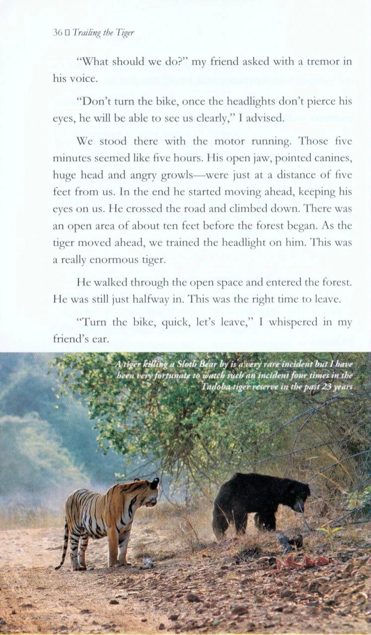 Trailing The Tiger 4 Trailing The Tiger - Image 2